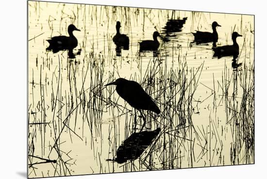 Heron and Ducks, Loxahatchee NWR, Everglades, Florida-Rob Sheppard-Mounted Premium Photographic Print