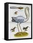 Heron and Humming Birds, from 'A Voyage to the Islands of Madera, Barbados,-Sir Hans Sloane-Framed Stretched Canvas