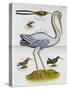 Heron and Humming Birds, from 'A Voyage to the Islands of Madera, Barbados,-Sir Hans Sloane-Stretched Canvas