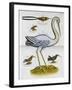 Heron and Humming Birds, from 'A Voyage to the Islands of Madera, Barbados,-Sir Hans Sloane-Framed Giclee Print