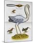 Heron and Humming Birds, from 'A Voyage to the Islands of Madera, Barbados,-Sir Hans Sloane-Mounted Giclee Print