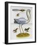 Heron and Humming Birds, from 'A Voyage to the Islands of Madera, Barbados,-Sir Hans Sloane-Framed Giclee Print