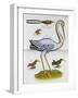 Heron and Humming Birds, from 'A Voyage to the Islands of Madera, Barbados,-Sir Hans Sloane-Framed Giclee Print