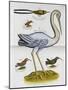 Heron and Humming Birds, from 'A Voyage to the Islands of Madera, Barbados,-Sir Hans Sloane-Mounted Giclee Print