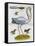 Heron and Humming Birds, from 'A Voyage to the Islands of Madera, Barbados,-Sir Hans Sloane-Framed Stretched Canvas