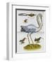 Heron and Humming Birds, from 'A Voyage to the Islands of Madera, Barbados,-Sir Hans Sloane-Framed Giclee Print