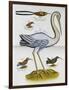 Heron and Humming Birds, from 'A Voyage to the Islands of Madera, Barbados,-Sir Hans Sloane-Framed Premium Giclee Print