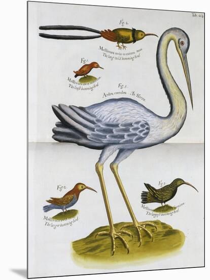 Heron and Humming Birds, from 'A Voyage to the Islands of Madera, Barbados,-Sir Hans Sloane-Mounted Premium Giclee Print