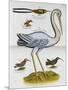 Heron and Humming Birds, from 'A Voyage to the Islands of Madera, Barbados,-Sir Hans Sloane-Mounted Premium Giclee Print