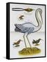 Heron and Humming Birds, from 'A Voyage to the Islands of Madera, Barbados,-Sir Hans Sloane-Framed Stretched Canvas