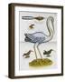 Heron and Humming Birds, from 'A Voyage to the Islands of Madera, Barbados,-Sir Hans Sloane-Framed Giclee Print