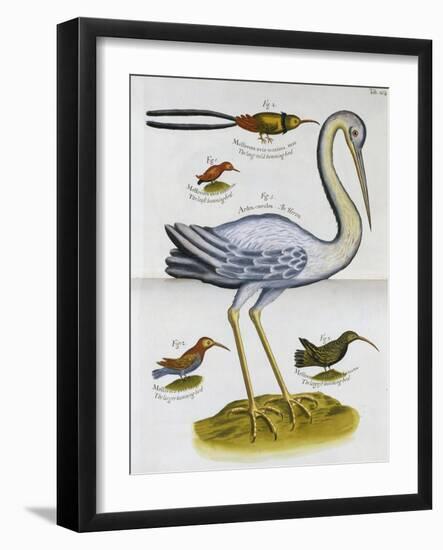 Heron and Humming Birds, from 'A Voyage to the Islands of Madera, Barbados,-Sir Hans Sloane-Framed Giclee Print