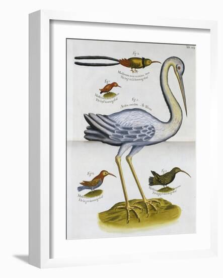 Heron and Humming Birds, from 'A Voyage to the Islands of Madera, Barbados,-Sir Hans Sloane-Framed Giclee Print