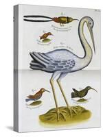 Heron and Humming Birds, from 'A Voyage to the Islands of Madera, Barbados,-Sir Hans Sloane-Stretched Canvas