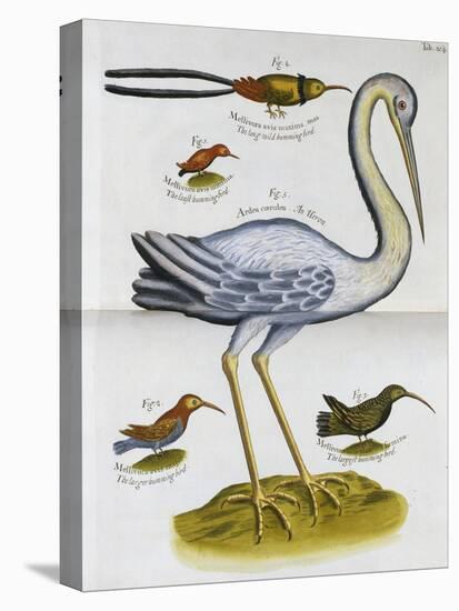 Heron and Humming Birds, from 'A Voyage to the Islands of Madera, Barbados,-Sir Hans Sloane-Stretched Canvas