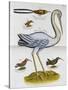 Heron and Humming Birds, from 'A Voyage to the Islands of Madera, Barbados,-Sir Hans Sloane-Stretched Canvas