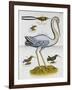 Heron and Humming Birds, from 'A Voyage to the Islands of Madera, Barbados,-Sir Hans Sloane-Framed Giclee Print