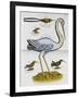 Heron and Humming Birds, from 'A Voyage to the Islands of Madera, Barbados,-Sir Hans Sloane-Framed Giclee Print