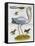 Heron and Humming Birds, from 'A Voyage to the Islands of Madera, Barbados,-Sir Hans Sloane-Framed Stretched Canvas