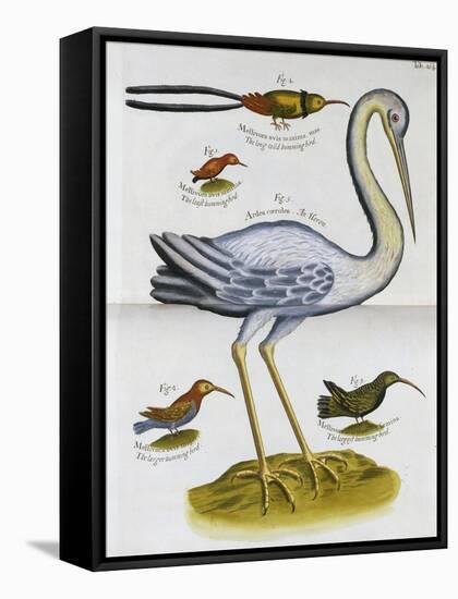 Heron and Humming Birds, from 'A Voyage to the Islands of Madera, Barbados,-Sir Hans Sloane-Framed Stretched Canvas