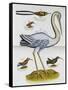 Heron and Humming Birds, from 'A Voyage to the Islands of Madera, Barbados,-Sir Hans Sloane-Framed Stretched Canvas