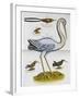 Heron and Humming Birds, from 'A Voyage to the Islands of Madera, Barbados,-Sir Hans Sloane-Framed Giclee Print