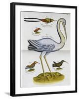 Heron and Humming Birds, from 'A Voyage to the Islands of Madera, Barbados,-Sir Hans Sloane-Framed Giclee Print