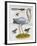 Heron and Humming Birds, from 'A Voyage to the Islands of Madera, Barbados,-Sir Hans Sloane-Framed Giclee Print