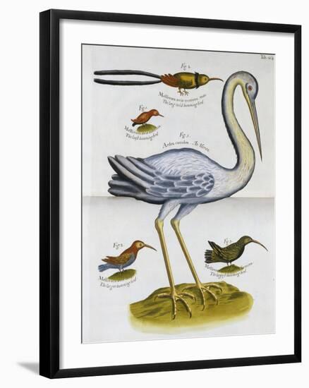 Heron and Humming Birds, from 'A Voyage to the Islands of Madera, Barbados,-Sir Hans Sloane-Framed Giclee Print