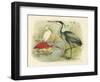 Heron and Ibis-null-Framed Art Print