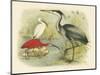 Heron and Ibis-null-Mounted Art Print