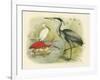 Heron and Ibis-null-Framed Art Print