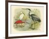 Heron and Ibis-null-Framed Art Print