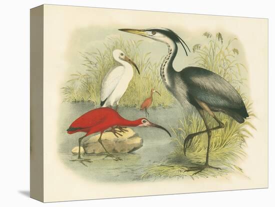 Heron and Ibis-null-Stretched Canvas