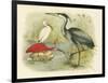 Heron and Ibis-null-Framed Art Print