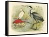 Heron and Ibis-null-Framed Stretched Canvas