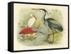 Heron and Ibis-null-Framed Stretched Canvas