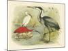 Heron and Ibis-null-Mounted Art Print