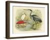 Heron and Ibis-null-Framed Art Print