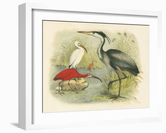 Heron and Ibis-null-Framed Art Print