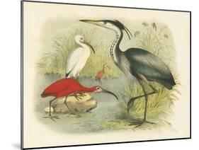 Heron and Ibis-null-Mounted Art Print