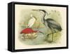 Heron and Ibis-null-Framed Stretched Canvas