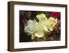 Heron Ardreadoris-Hal Beral-Framed Photographic Print