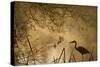 Heron Autumn Mist over Woodland Pond with Ducks-null-Stretched Canvas