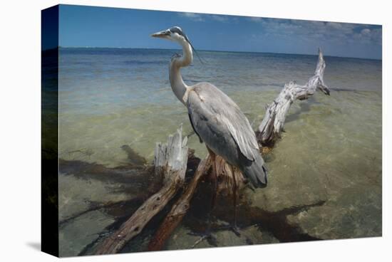 Heron Crossroad-Steve Hunziker-Stretched Canvas