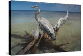 Heron Crossroad-Steve Hunziker-Stretched Canvas