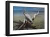 Heron Crossroad-Steve Hunziker-Framed Art Print