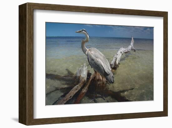 Heron Crossroad-Steve Hunziker-Framed Art Print