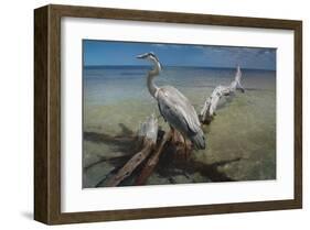 Heron Crossroad-Steve Hunziker-Framed Art Print