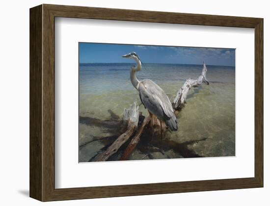 Heron Crossroad-Steve Hunziker-Framed Art Print